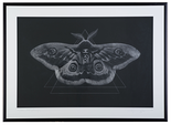 Wiener Nachtpfauenauge, 2021

Fine Art Print mit Glasstaub händisch aufgebracht, 50 x 70 cm, gerahmt
Unikatgrafik, signiert und beschriftet

AUSRUFPREIS: 300.-